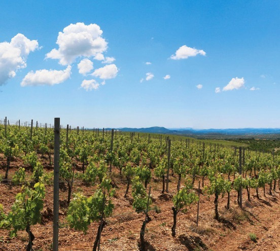Vinski gigant zadarske regije – Korlat vina očaravaju i unose posebnu dinamiku u vinsku scenu