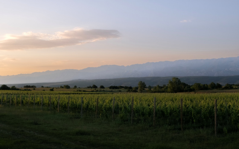 Imamo sve preduvjete da postanemo jedno od najvažnijih vinskih središta