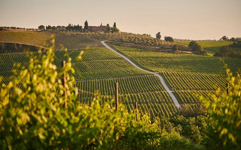Zadar vs. svijet – Regionalne specifičnosti cabernet sauvignona širom svijeta