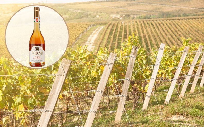 Vino tjedna – Zašto svijet još sanja o Tokajcu?