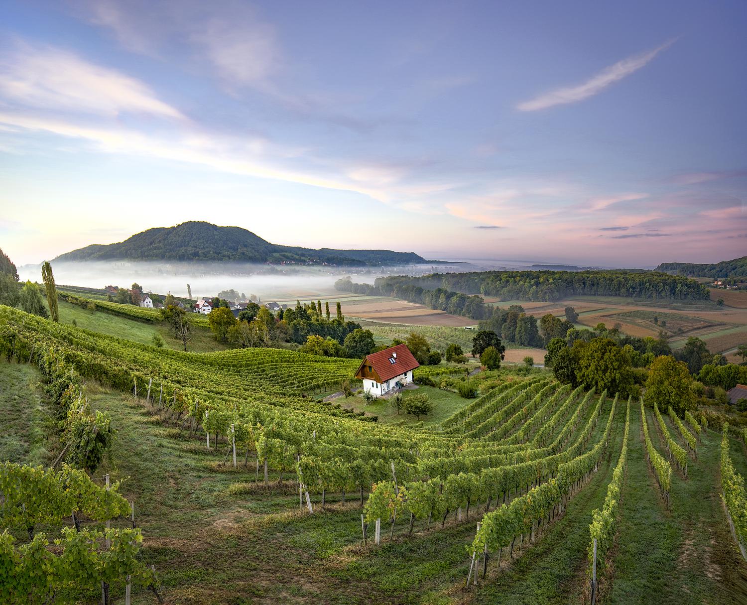 Nova svjetska vinska sila Sauvignon Blanca