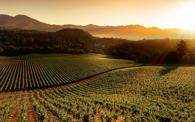 Grgich Hills Chardonnay – vino koje spaja kalifornijske vinograde i dalmatinsku dušu