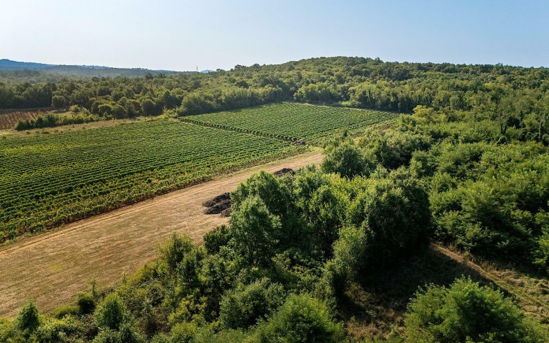 Damjanić – vinar koji je prigrlio sve izazove