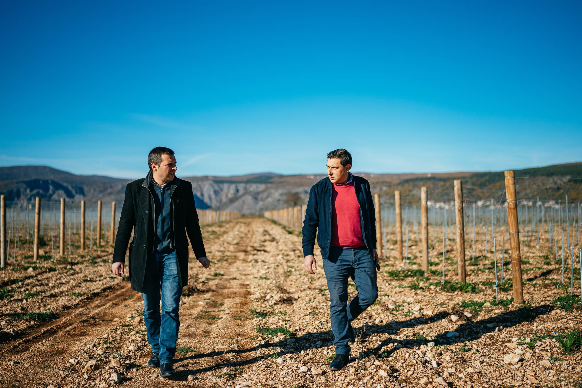 Trnjak – mala, ali velika sorta dalmatinskog krša
