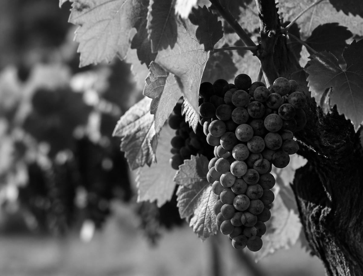 CroWine Lingo